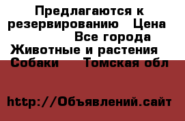 Предлагаются к резервированию › Цена ­ 16 000 - Все города Животные и растения » Собаки   . Томская обл.